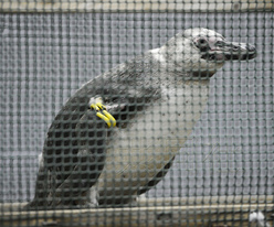 “越狱”企鹅被捕获