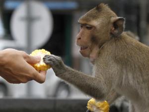 猴子吃玉米资料图