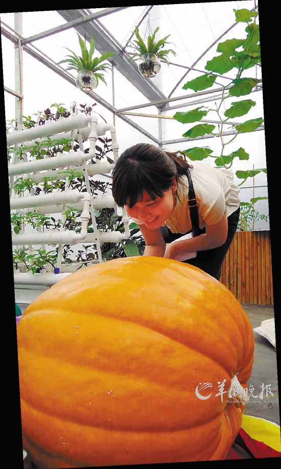 广州创意农场开园少部分菜园留给中小学生认养