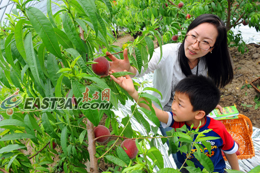 2012奉贤申亚春桃节开幕[图]