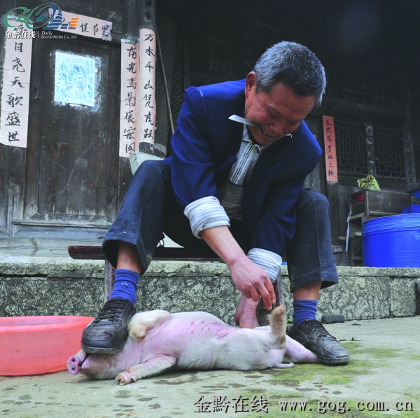 "最后的割猪匠(组图)