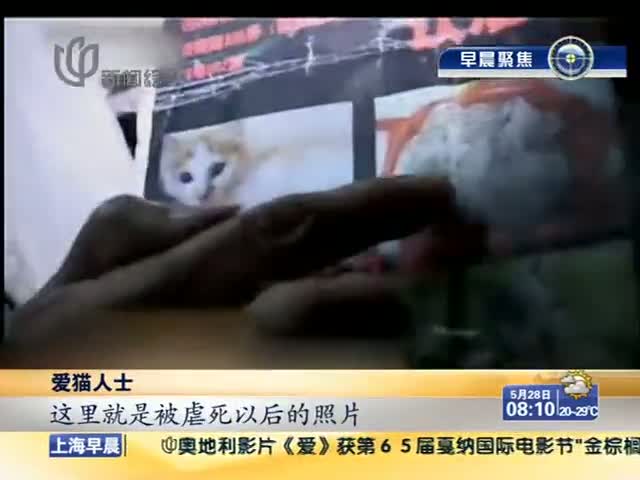 视频:女子虐猫近十年 网友声讨虐猫女