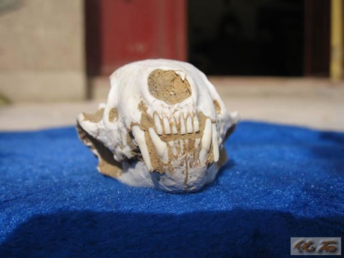 复刻回忆化石版:三趾马动物群化石【图】(1)