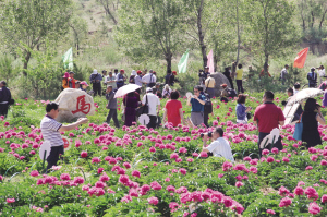 开幕式在和林县南山公园举行,本届芍药旅游节为期20天,3万多株芍药花