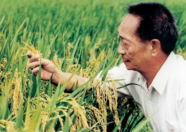 放弃转基因水稻商业化推广 中国年损失200亿