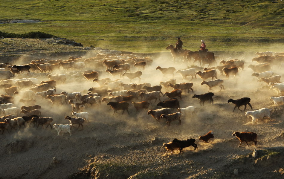 新疆阿勒泰牧民向阿尔泰山夏季牧场大面积转场