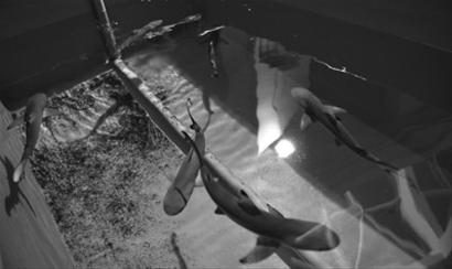 辽宁/前晚，大连老虎滩极地馆一只约10岁的雌性黑鳍鲨一胎产下5只小...