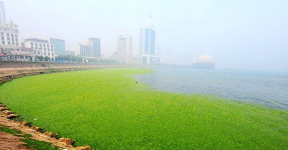 罕见黄海浒苔绿潮抵达青岛海岸(组图-搜狐滚动