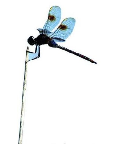 蜻蜓翼展近1米 什么造就了远古巨型昆虫(图)(1
