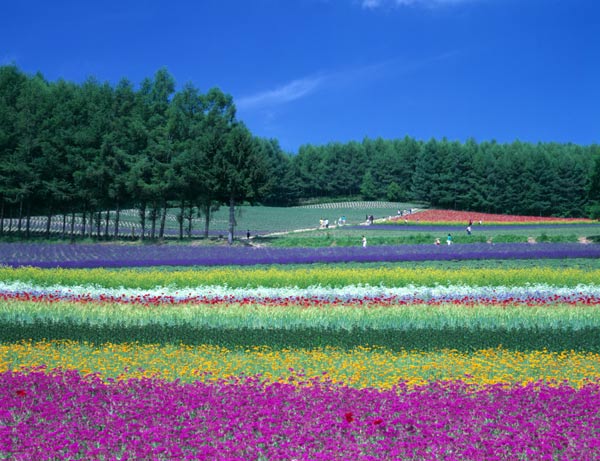 富良野花田
