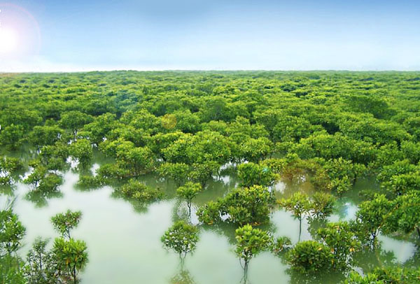 香港米埔湿地:保护红树林与经济发展并驾齐驱