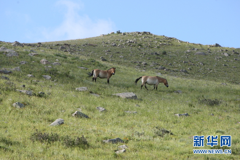 本网独家:近拍蒙古野马回归【高清】(组图)