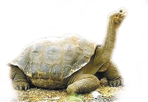 世界上最大的陆生龟--象龟(图)-搜狐滚动