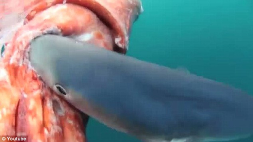 鲨鱼袭击巨型红色章鱼。