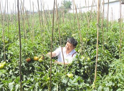 彭老总种菜_种菜图片(3)