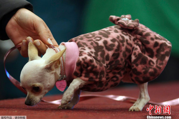 巴西圣保罗举办狗狗时装秀