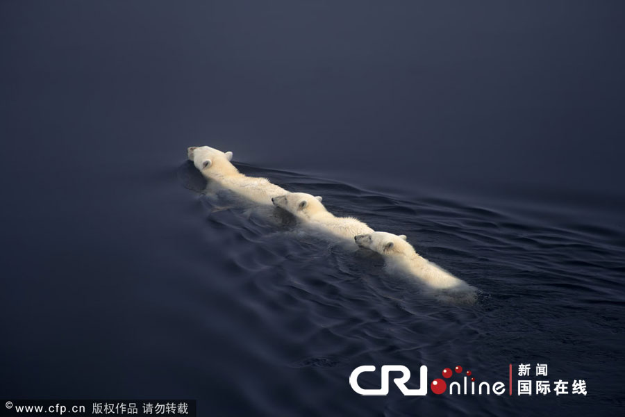 冰川加速融化 北极熊被迫长途跋涉觅食(高清组
