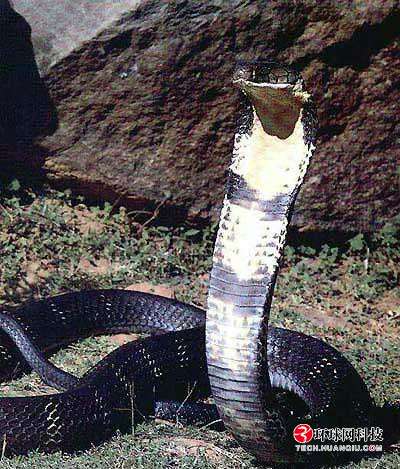 揭秘毒蛇之王:眼镜王蛇的死亡舞步(组图)