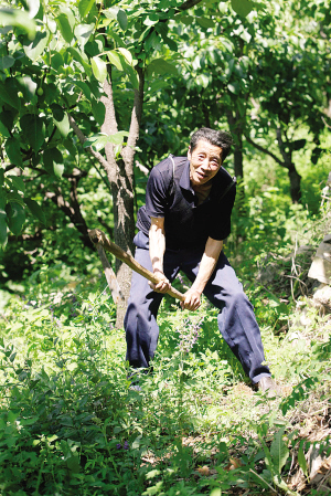 40多年采药,刘景龙踏遍了蓟县周边的沟沟坎坎.