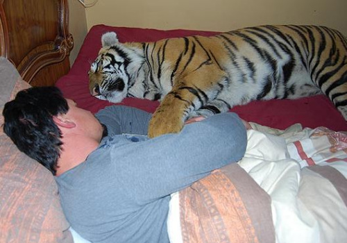 “宠物虎”喜欢躺在床上