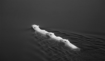 冰川加速融化 北极熊被迫长途跋涉觅食(图)