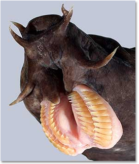 动物王国中最恐怖的7张大嘴:盲鳗牙齿似锉刀(