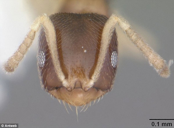 科学家拍摄全球蚂蚁物种3D微距高清图库(1)_