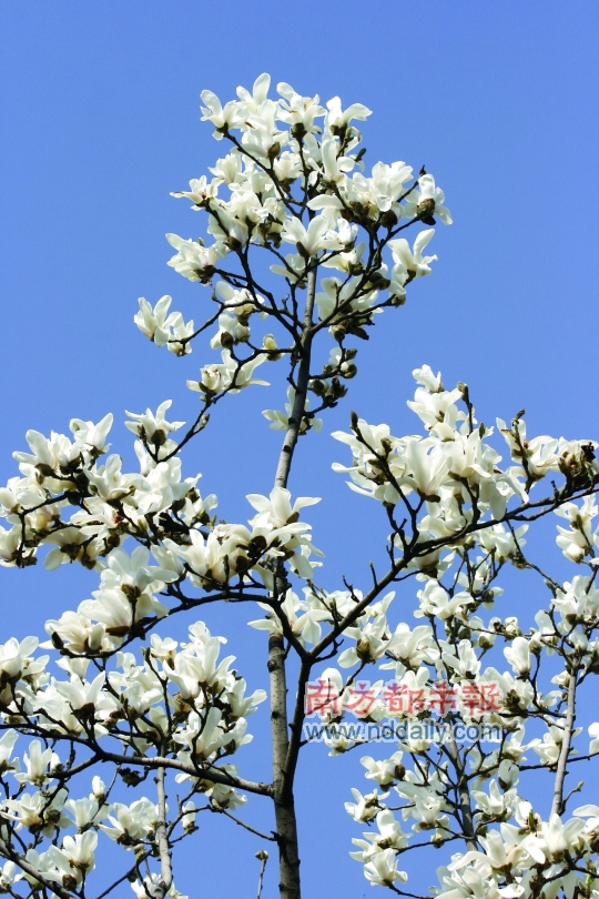 市树:白玉兰 市花:鸡蛋花(组图)