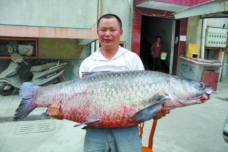 驻马店市民钓到100斤重,身长一米五的巨型青鱼(图)