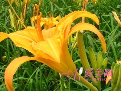 贫血吃什么？九种补血的食物助你远离贫血