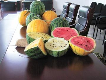 农业合作社从日本成功引种 彩色西瓜一盒四只