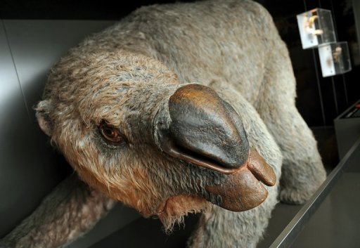 恐龙新生代 澳大利亚发现最大双门齿兽化石坟