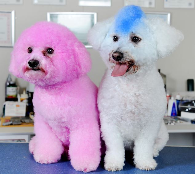 当看见艾玛·沃特森牵着只粉红小狗上街时,你是否也会萌生给狗狗染色