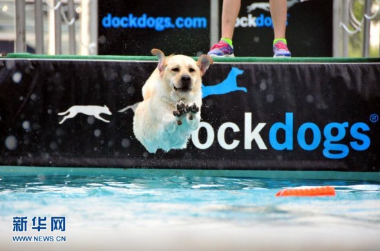 全美巡回宠物狗跳水比赛精彩瞬间
