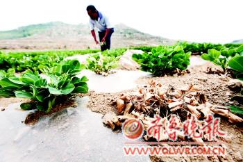 62天未现有效降雨,济 宁东北部旱情显现(组图)