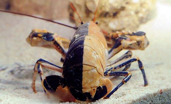 全球意外捕获的神秘物种浑身剧毒的螃蟹(组