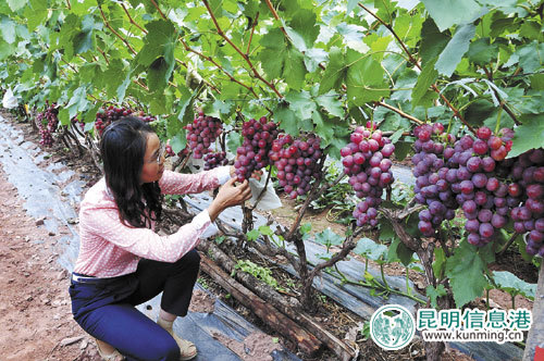 第十八届全国葡萄学术研讨会在宾川召开(图)