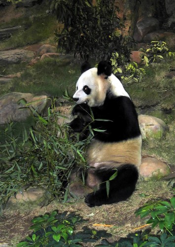 大熊猫安安、佳佳安居香港的幸福生活