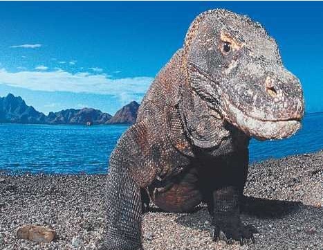 盘点似龙非龙的动物:科莫多巨蜥是恐龙表亲(