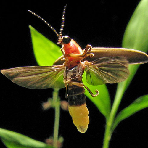 关于萤火虫的14个有趣的科学小知识-搜狐IT