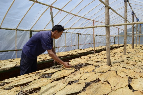 烟叶忙自救    6月29日,广西昭平县黄姚镇枧盘村烟农在大棚里晾晒烟叶