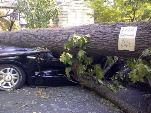 倒塌的树木砸毁车辆。