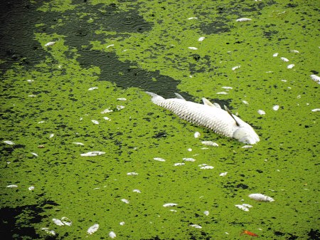 西安灞河现数万尾死鱼 缺氧与水质污染或为主因(图)