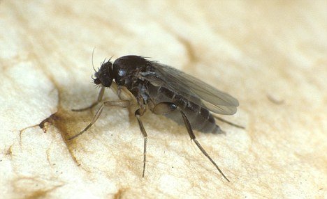 世界最小苍蝇仅0.4毫米长 寄生于蚂蚁脑中(图)