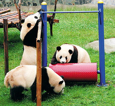 图为3只大熊猫一起玩耍.