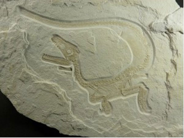 一具1.5亿年的肉食性恐龙化石第一次向人们展现，与鸟类亲缘关系非常远的兽脚类恐龙也有羽毛