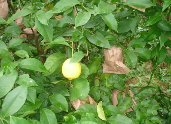 中国红桔网打造柑,桔,橙,柚,柠檬,李子等水果最