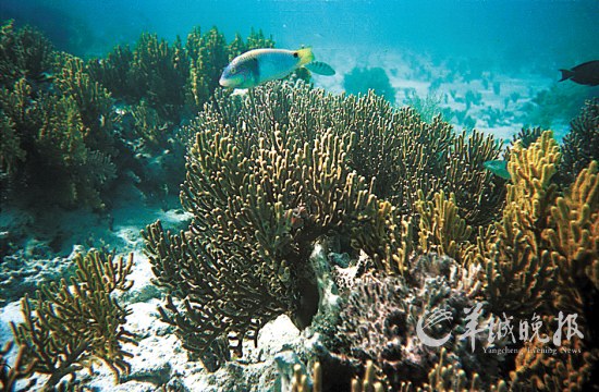 南沙群岛水底下美丽的珊瑚礁