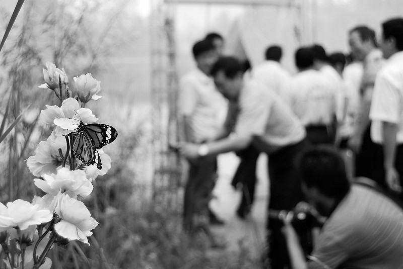 晨报7月8日讯 (实习记者贾支瑶)7月7日,太原市动物园第四届动物文化节正式拉开帷幕,此次活动将会给广大游客带来一场文化、游玩两不误的盛宴。 今年动物文化节的主题是激情盛夏,浪漫红妆,相约动物园。在活动期间,动物园将开展以保护动物内容为主的科普知识宣传活动,如为什么大熊猫有时会白天睡觉;各种动物的生活习性等。同时动物园还将举办有奖问答、动物卡通情景剧、游客互动等参与性游戏,以更好地了解动物。 最具特色的是蝴蝶馆和百兔园。100平方米左右的蝴蝶馆内有10余个品种、600余只蝴蝶,一幅山花烂漫、