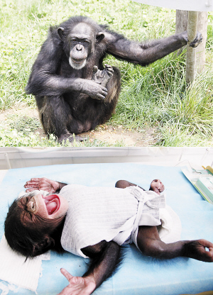 这是一张拼版图片,上图为小黑猩猩的妈妈;下图是刚出生的小黑猩猩7月8